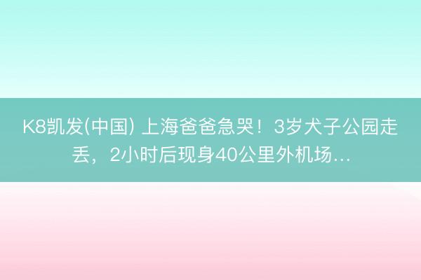 K8凯发(中国) 上海爸爸急哭！3岁犬子公园走丢，2小时后现身40公里外机场…