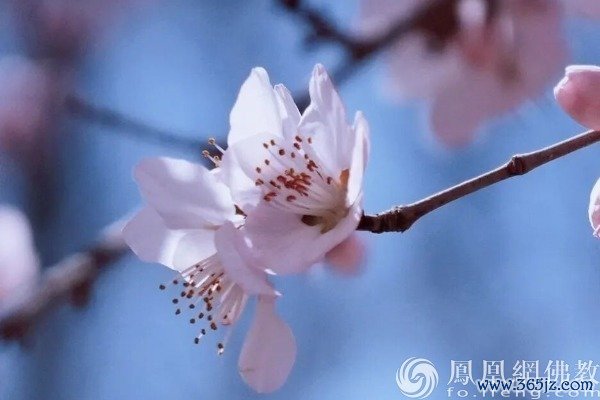 图片开端：网释教文化 照相：十愿